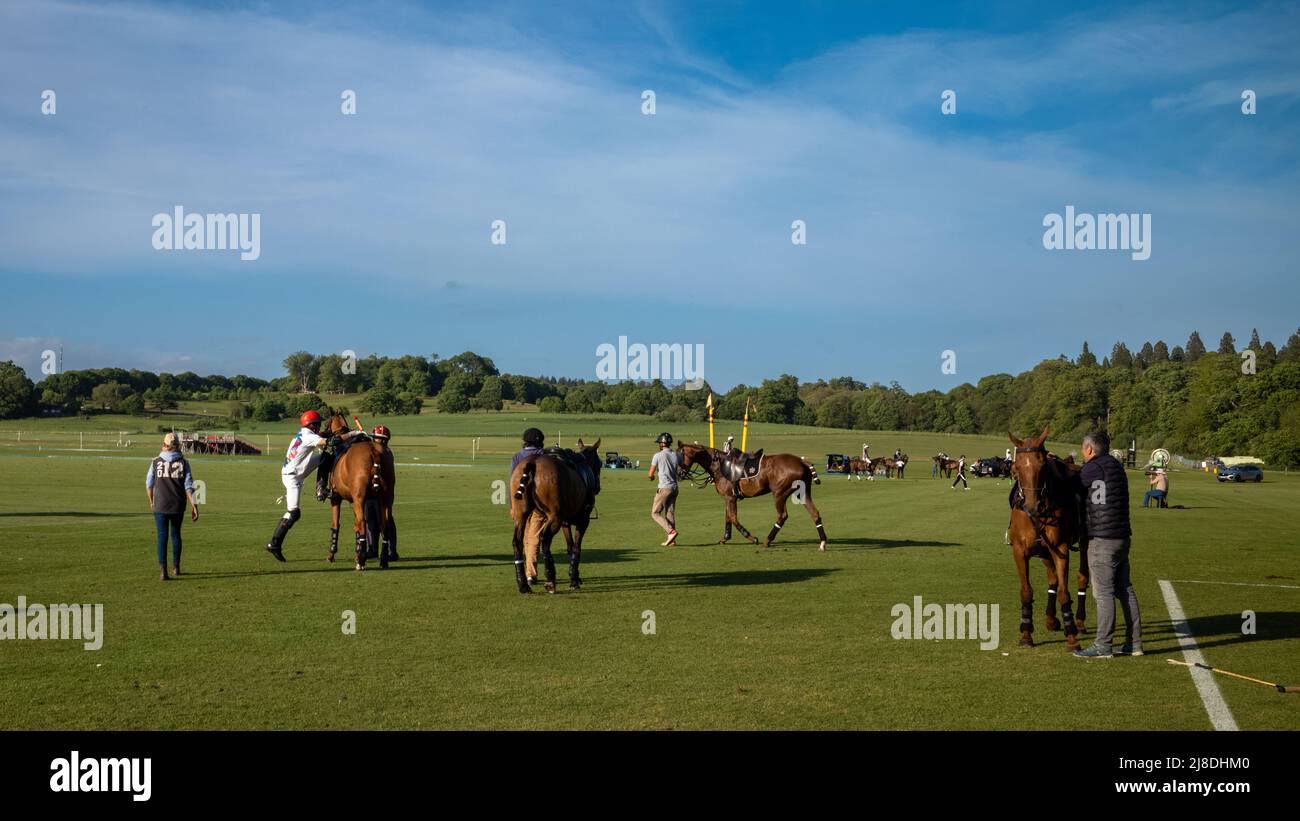 A polo rider mounts a fresh horse as spare polo horses wait with their grooms for riders at Cowdray Park in Midhurst, West Sussex, England, UK Stock Photo