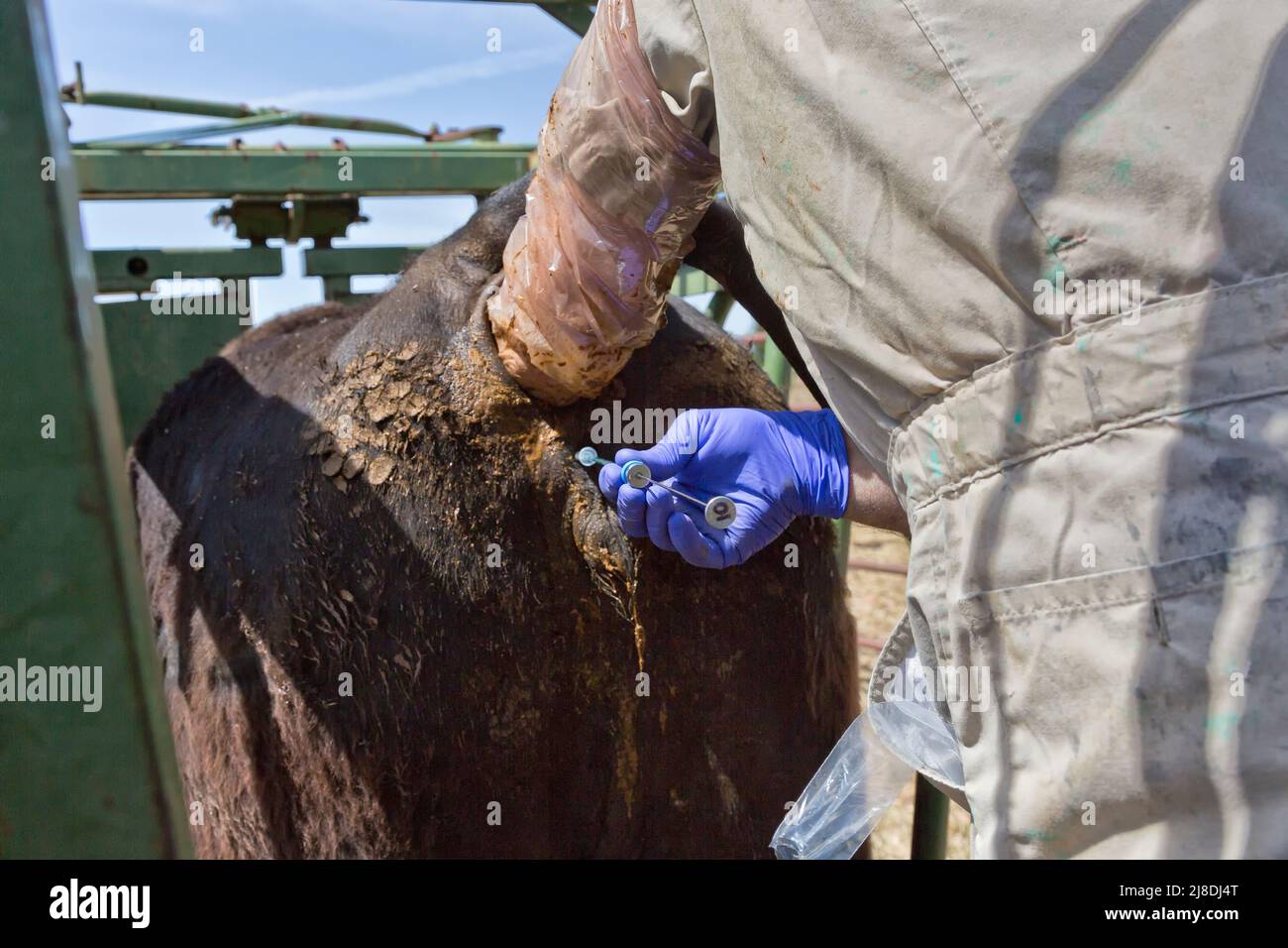 Veterinarian performing embryo transfer on surrogate recipient cow, Black Angus, contained in squeeze chute,   California. Stock Photo