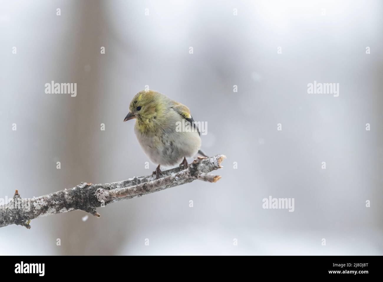 American Goldfinch Spinus tristis in Winter, winter plumage, on branch