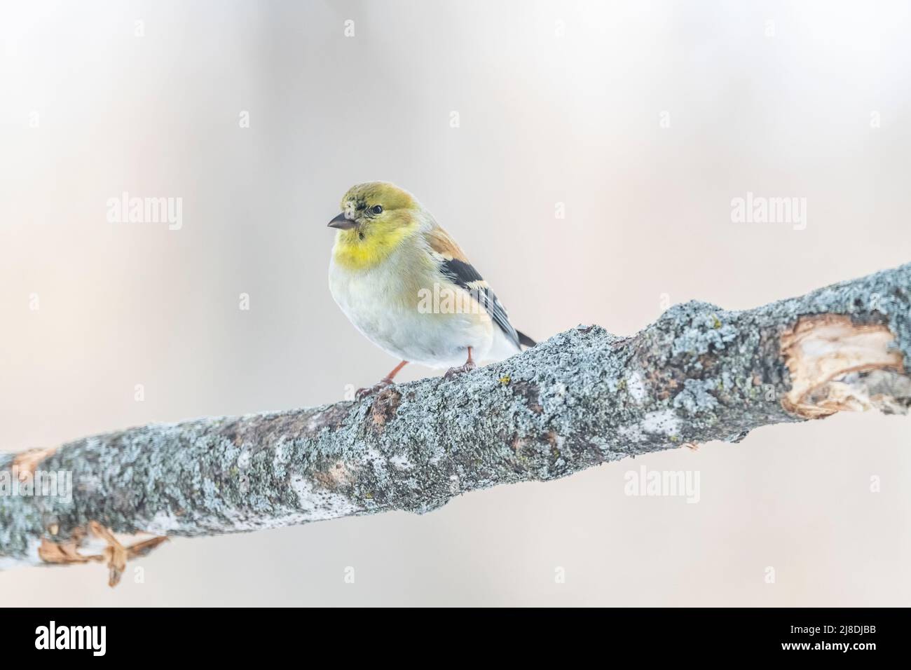 American Goldfinch Spinus tristis in Winter, winter plumage, on branch