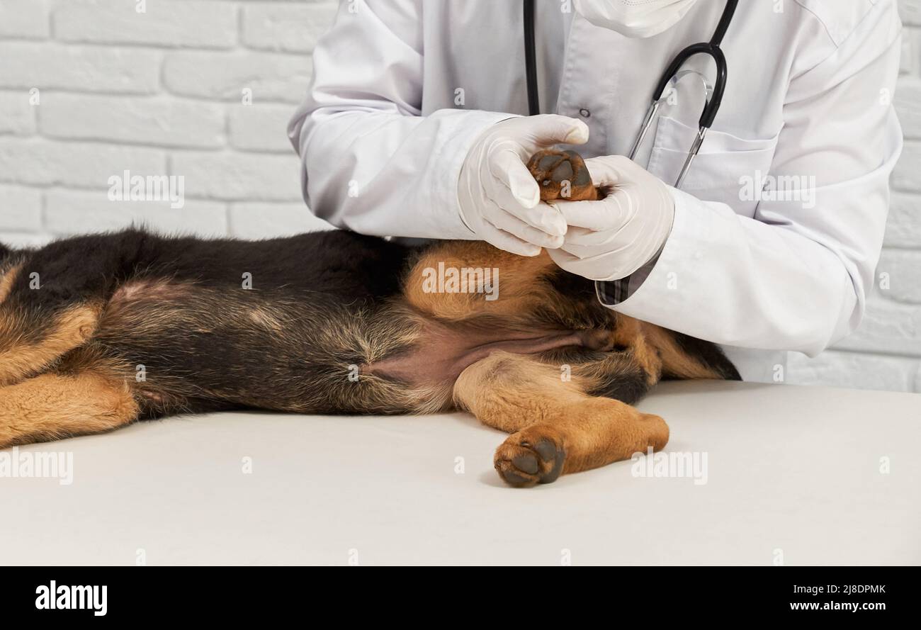 Treating sick animals hi-res stock photography and images - Alamy