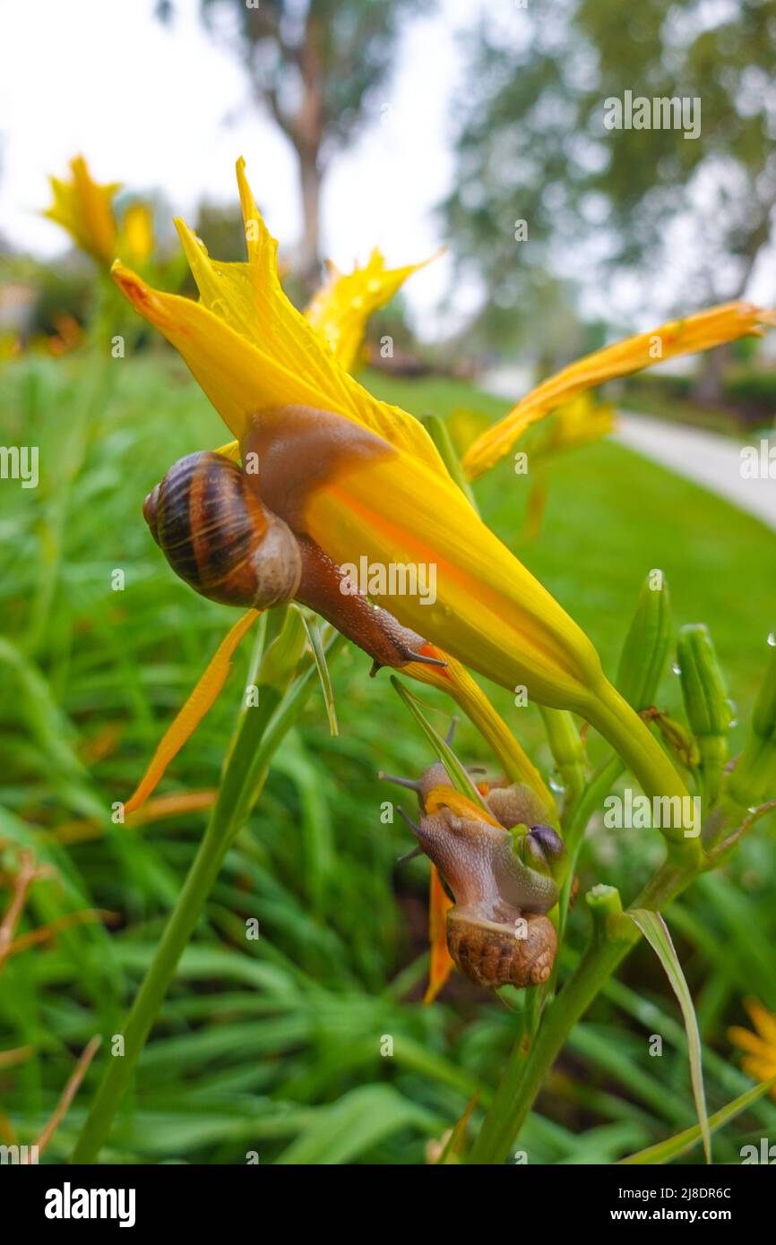 snails on day lilies in garden after spring morning dew Stock Photo