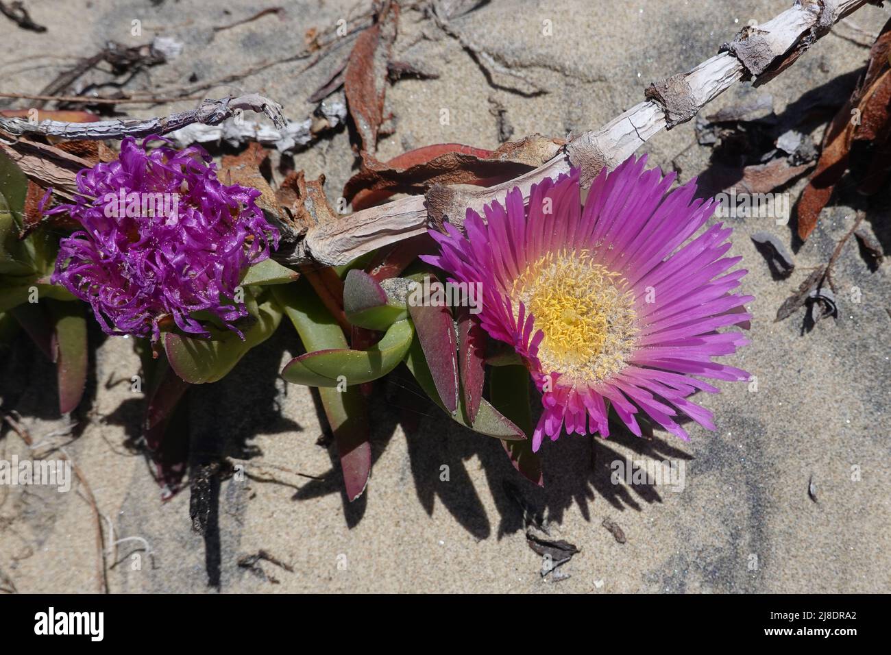 California invasive plant carpobrotus edulis also known as hottentot-fig, sour fig, ice plant or highway ice plant. Growing along central coast. Stock Photo