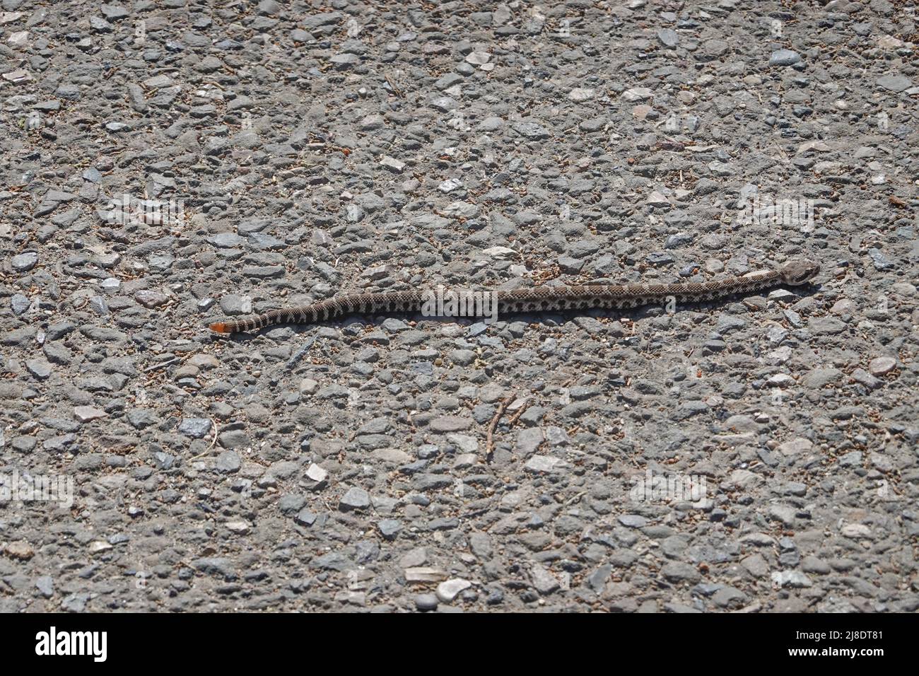 Baby rattlesnake crossing a road in the early morning warmth Montaña de Oro State Park, San Luis Obispo County, California ,USA Stock Photo