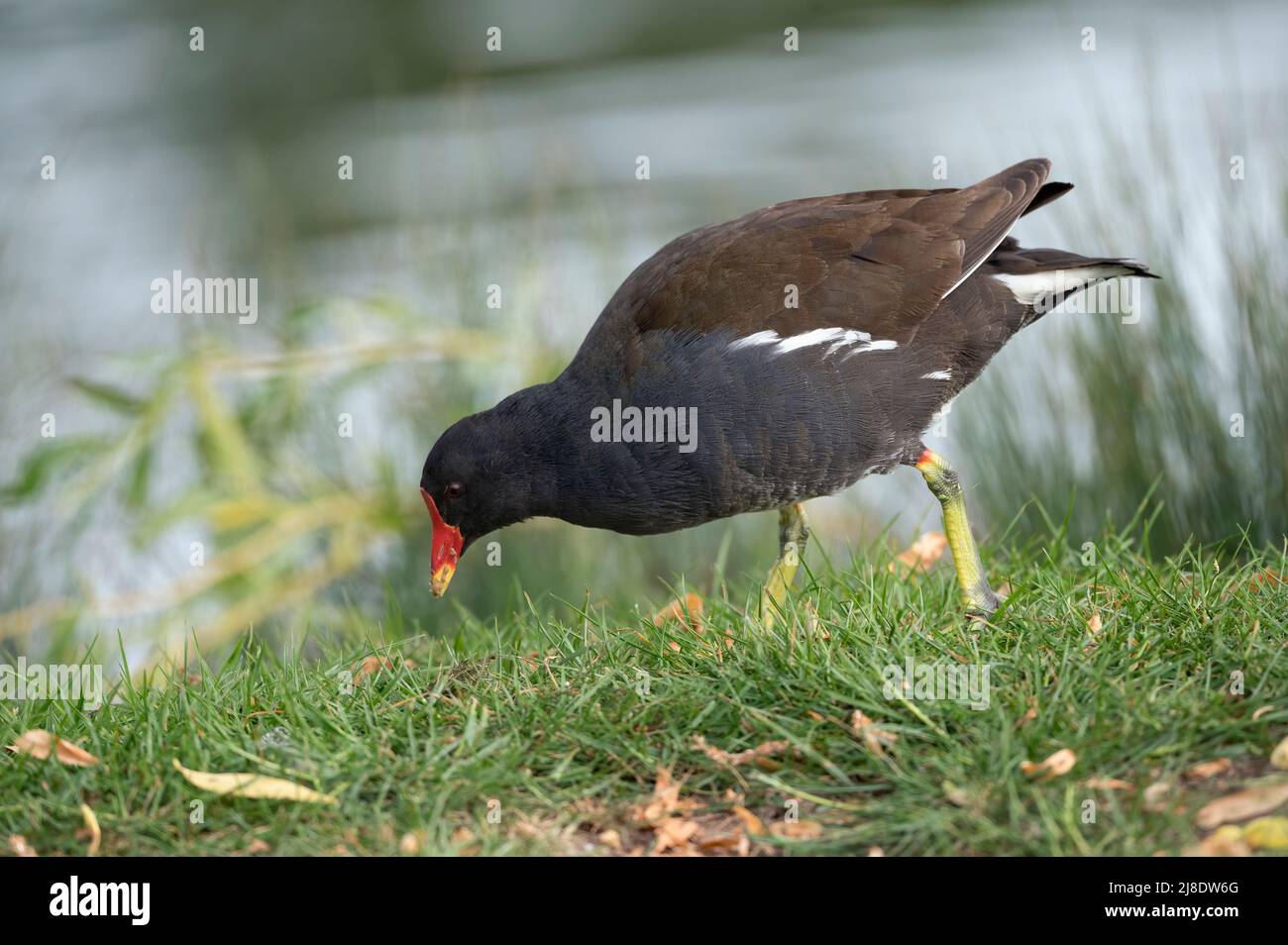 Moorhens sometimes called marsh hens are medium sized water birds that are members of the rail family Stock Photo