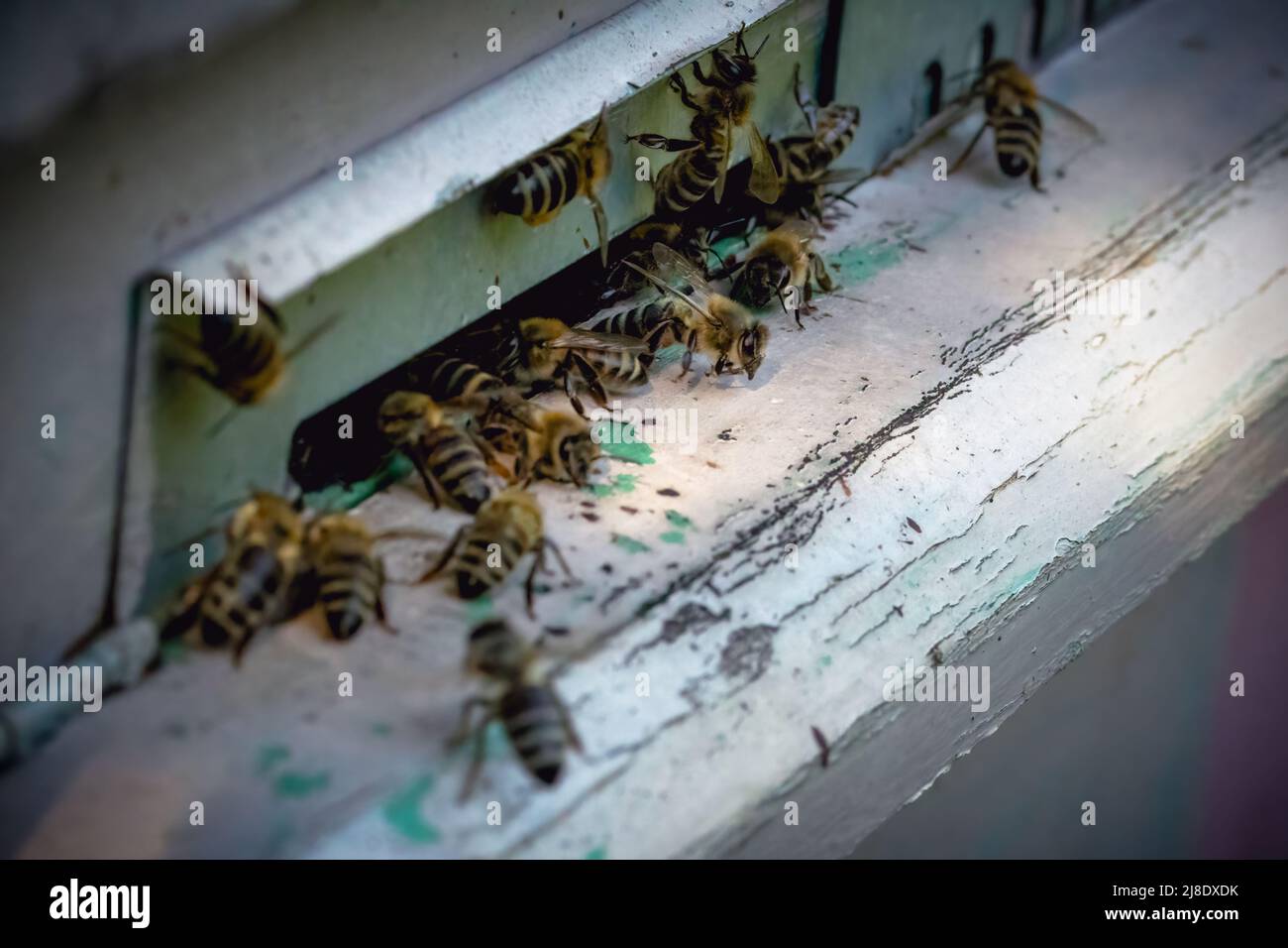 Honey Bees at the entrance to the apiary, macro view. Stock Photo