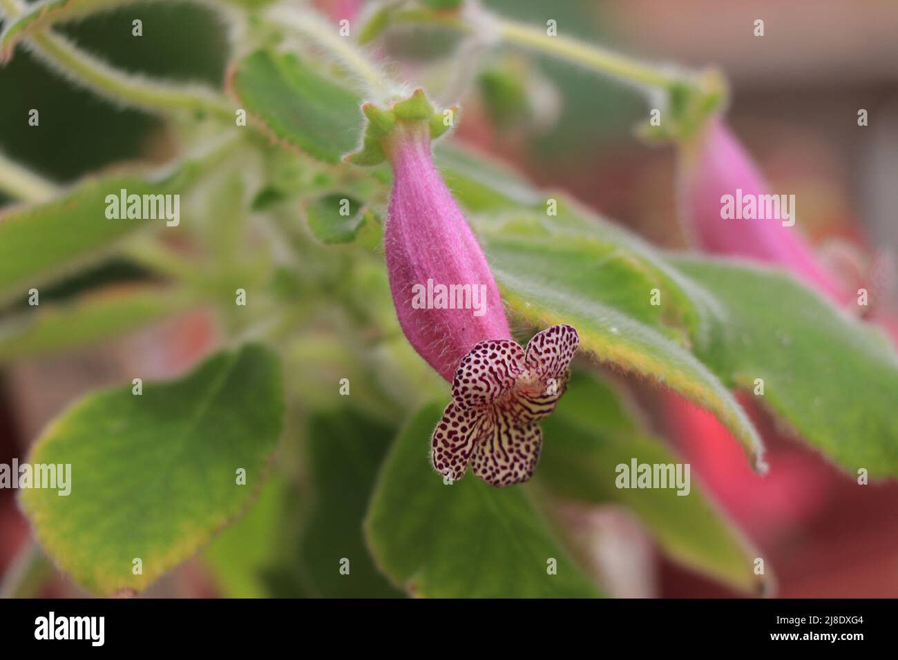 Pink flower Kohleria amabilis or tree gloxinia Stock Photo