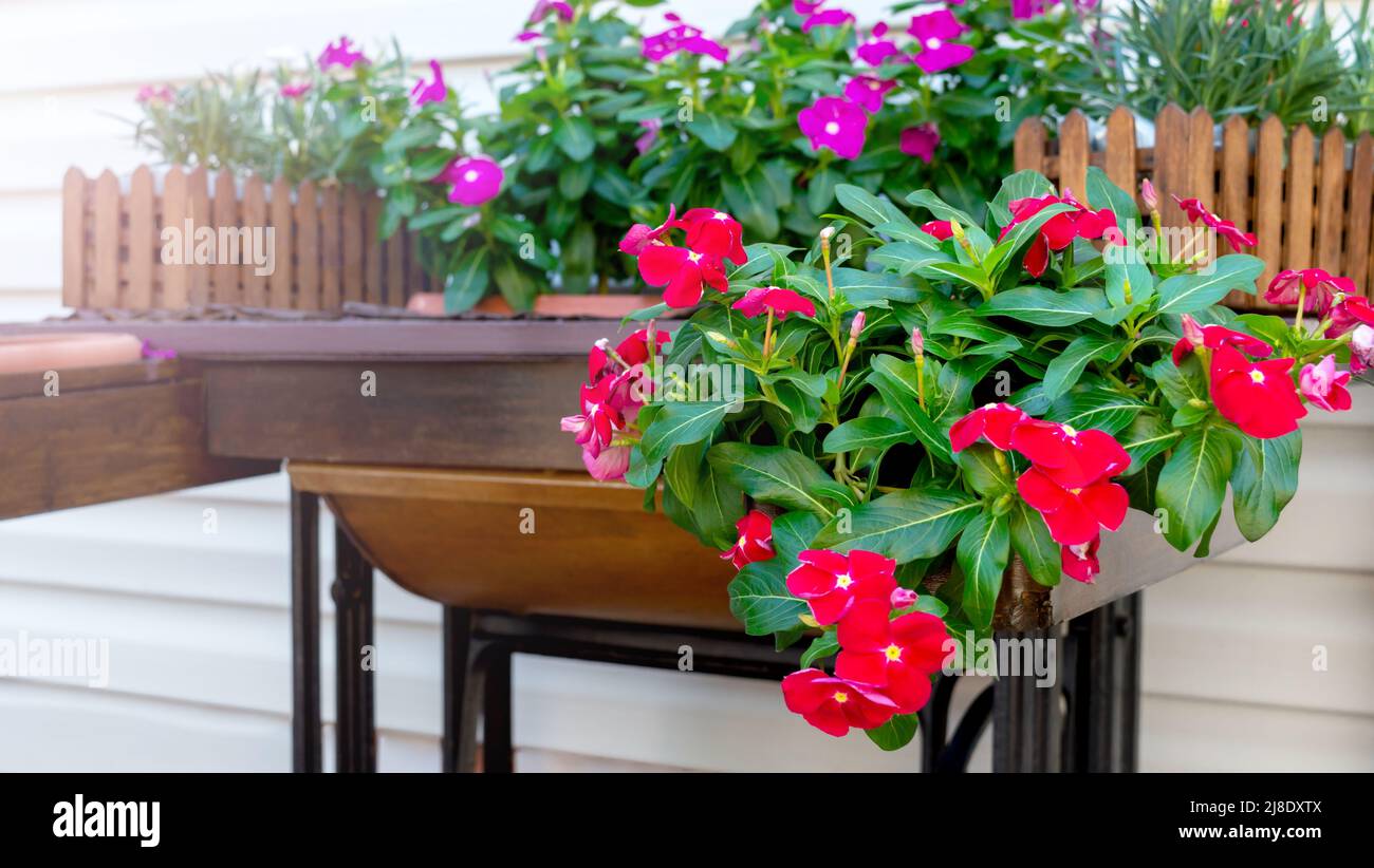 Beautiful outdoor flowers catharanthus in wooden boxes near the house. Stock Photo