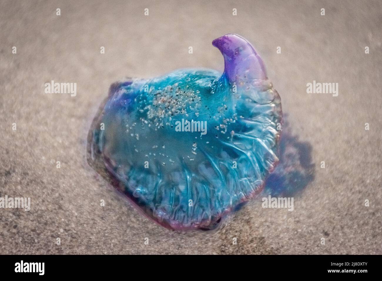 Colorful Portuguese man-o-war jellyfish on the sand beach of Famara in ...