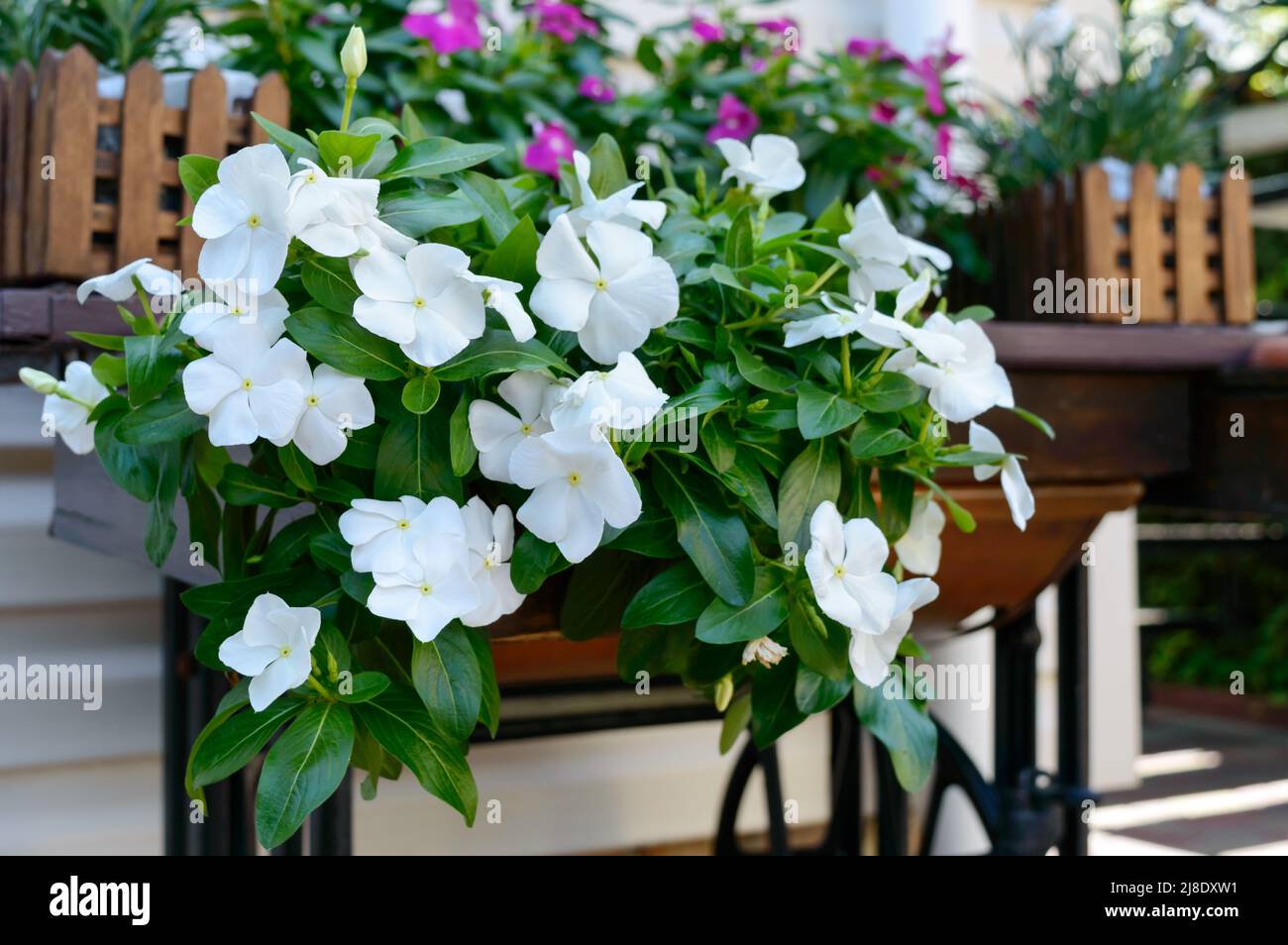 Catharanthus bush with white flowers in wooden boxes near the house. Beautiful annual outdoor flowers. Stock Photo