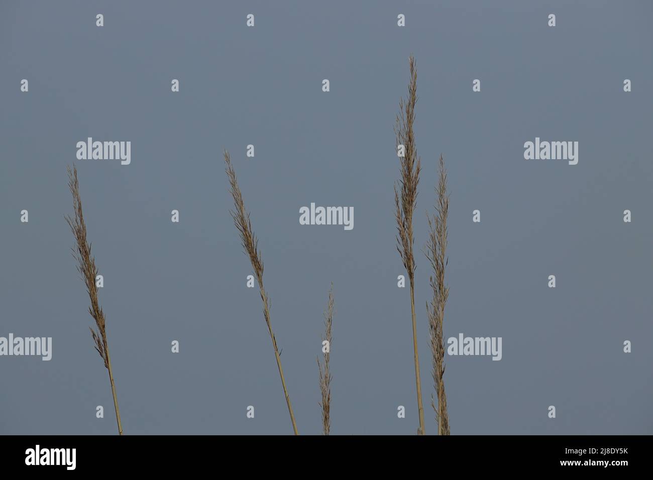 Beauty of weeds hi-res stock photography and images - Alamy