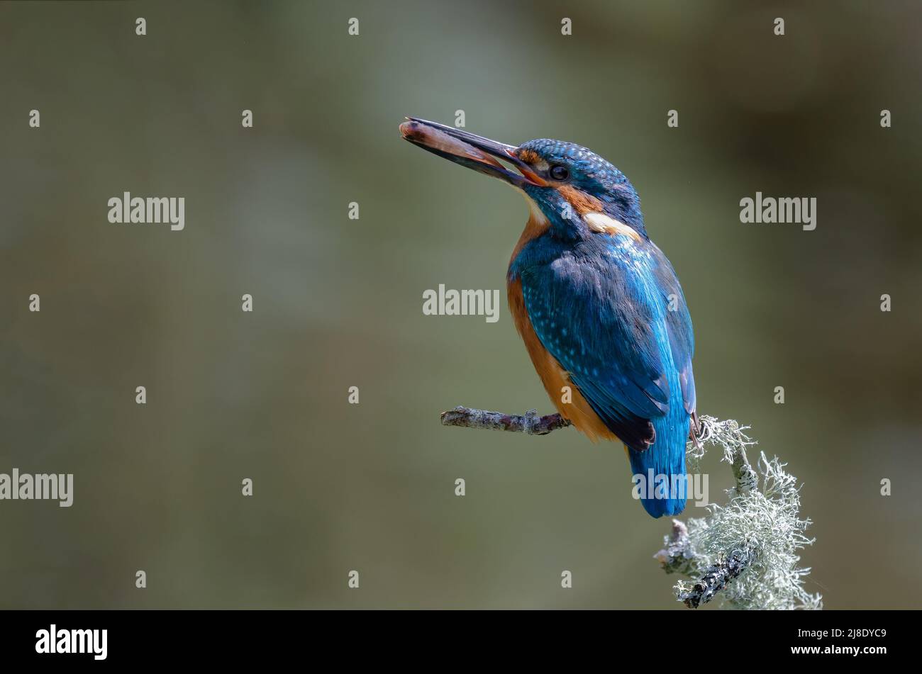 A male kingfisher perched having just caught a fish. He turned the fish in its beak tail first so when he feeds his his mate, he passes iy head first Stock Photo