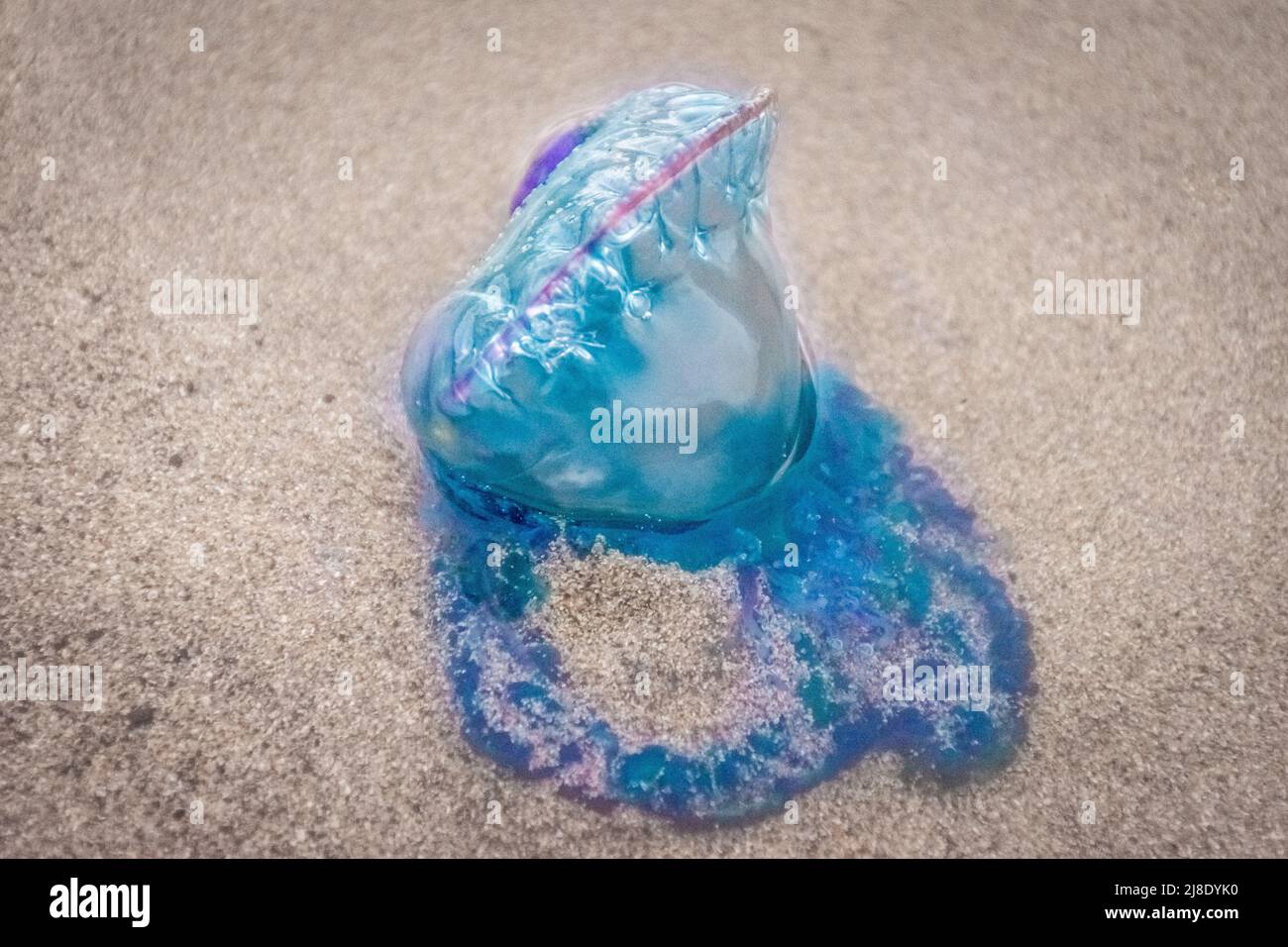 Colorful Portuguese man-o-war jellyfish on the sand beach of Famara in ...