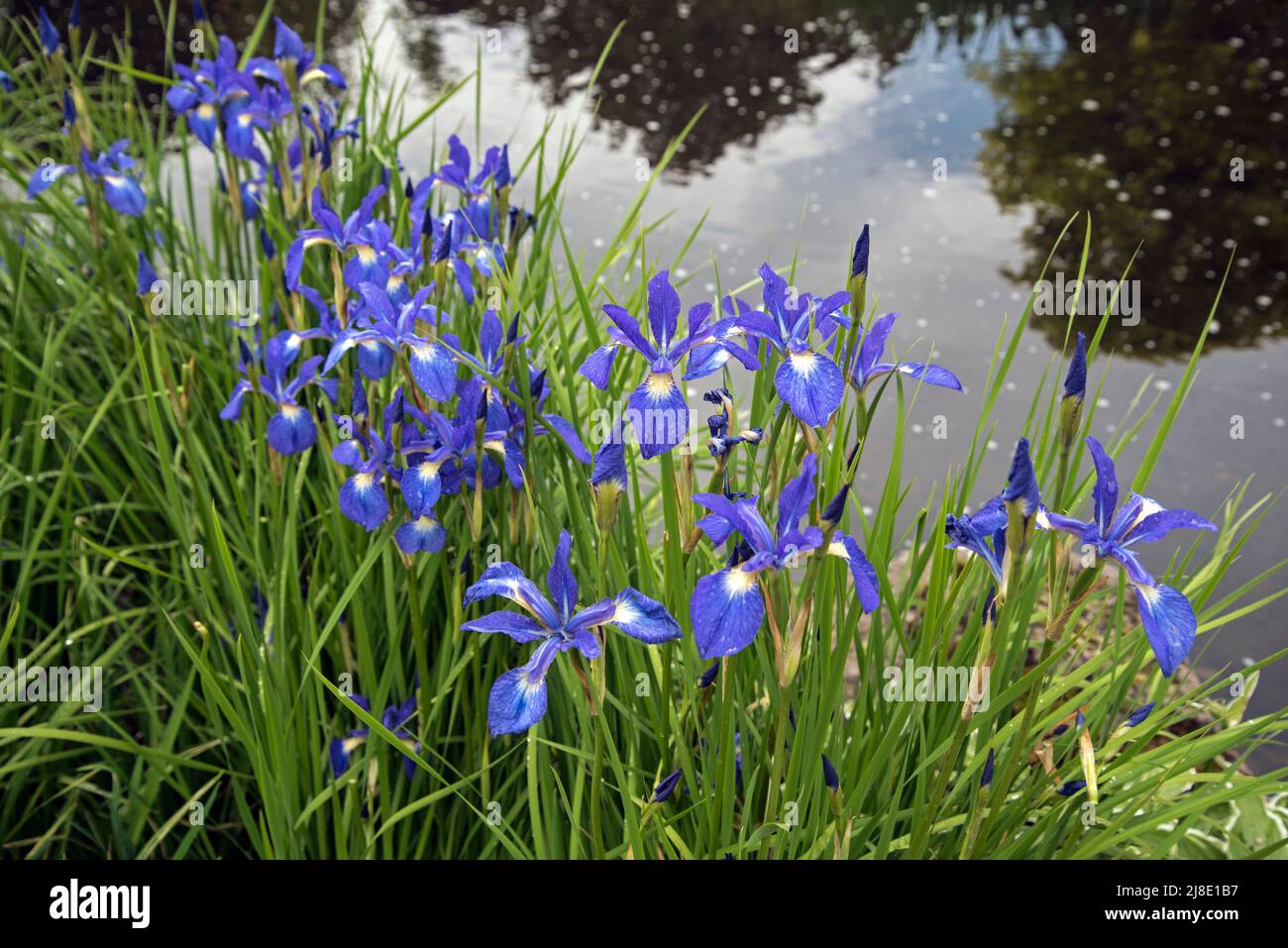 Iris typhifolia growing by a pond in Edinburgh, Scotland, UK. Stock Photo