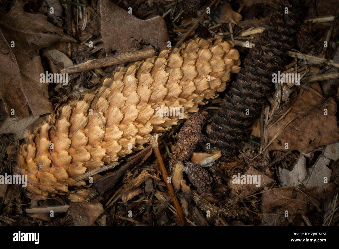 Coniferous cones on the forest floor in autumn. Stock Photo