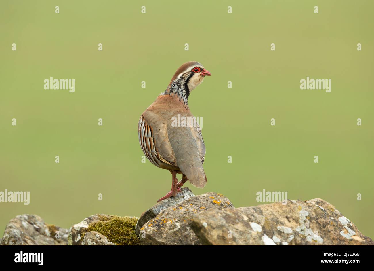 Close up of a  Red-legged or French partridge stood on a lichen covered drystone wall and looking backgwards.  Clean, green background with space for Stock Photo