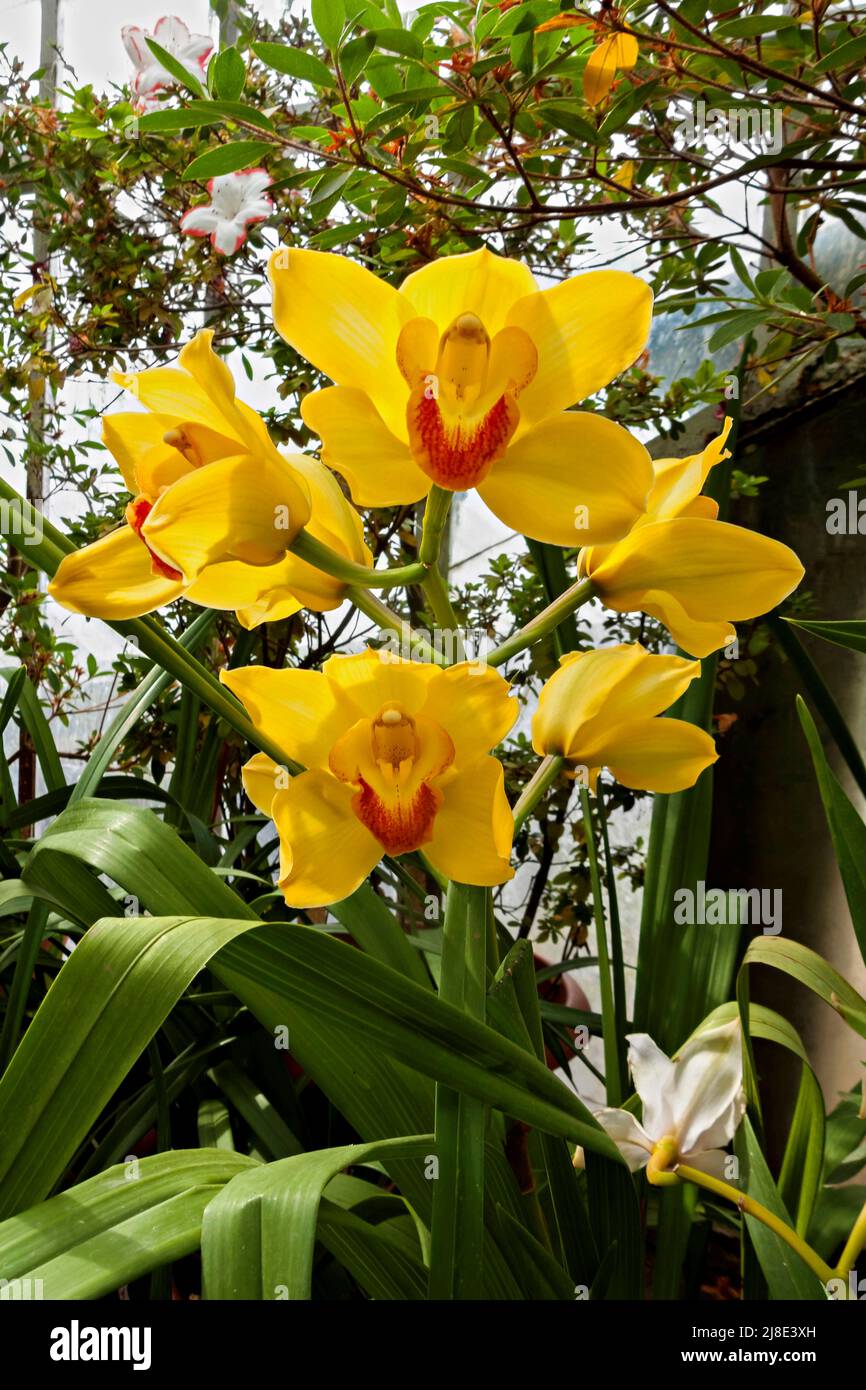 Cymbidium Orchidaceae Stock Photo