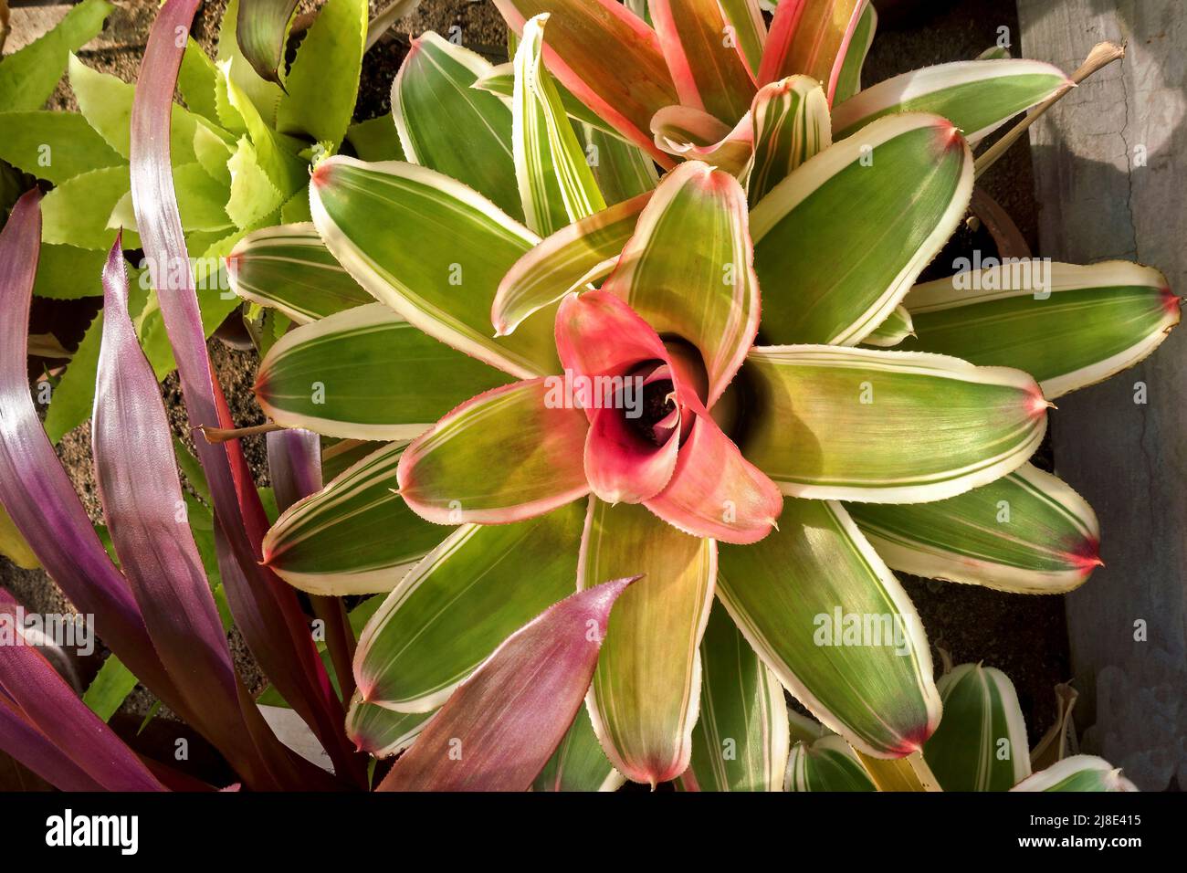 Nidularium Bromeliaceae Stock Photo