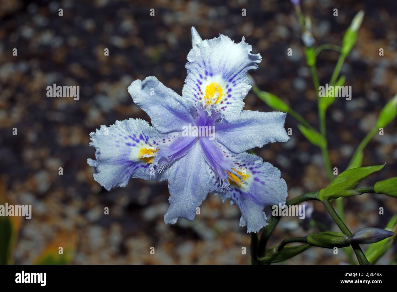 Iris confusa (bamboo iris) is a rhizomatous perennial plant native to Western China where it grows beside forests, on hillside grasslands and meadows. Stock Photo