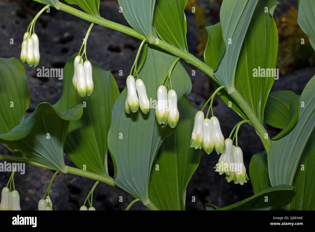 Polygonatum multiflorum (Common Solomon's seal) is native to Europe and temperate Asia where it favours darkish woodland edges. Stock Photo