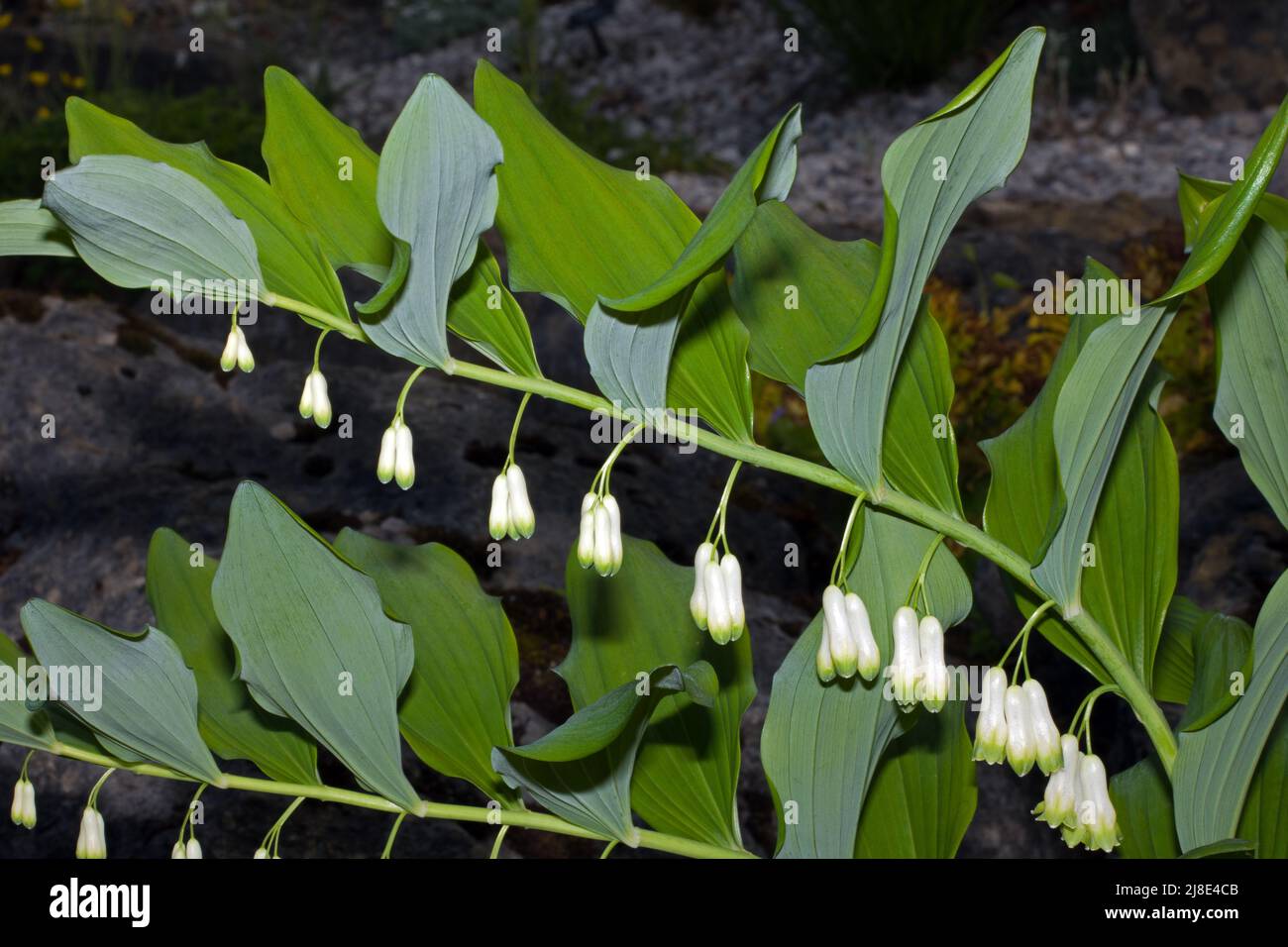 Polygonatum multiflorum (Common Solomon's seal) is native to Europe and temperate Asia where it favours darkish woodland edges. Stock Photo