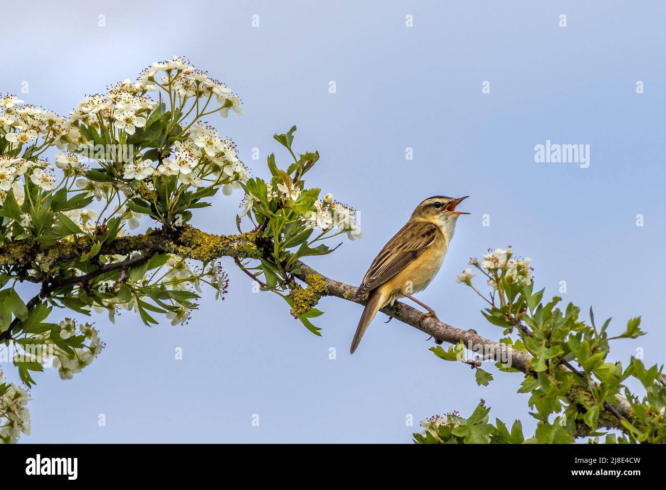 Sedge warbler (Acrocephalus schoenobaenus) perched on a Hawthorn tree in flower Stock Photo