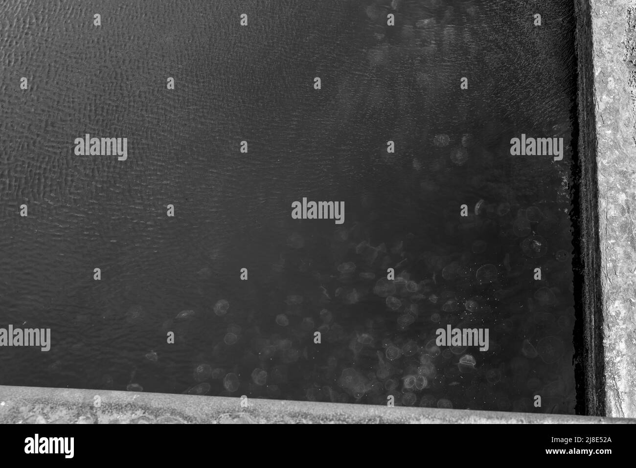 Atlantic city aquarium Black and White Stock Photos & Images - Alamy