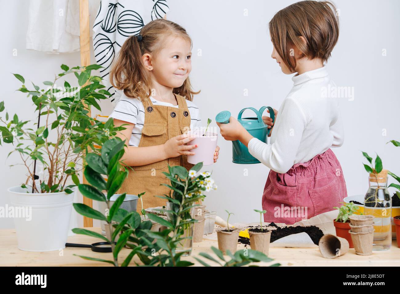 Cheeky girls watering a seedling in a cup together, looking at each other. Next to other plants, soil and containers on a planting table. Stock Photo
