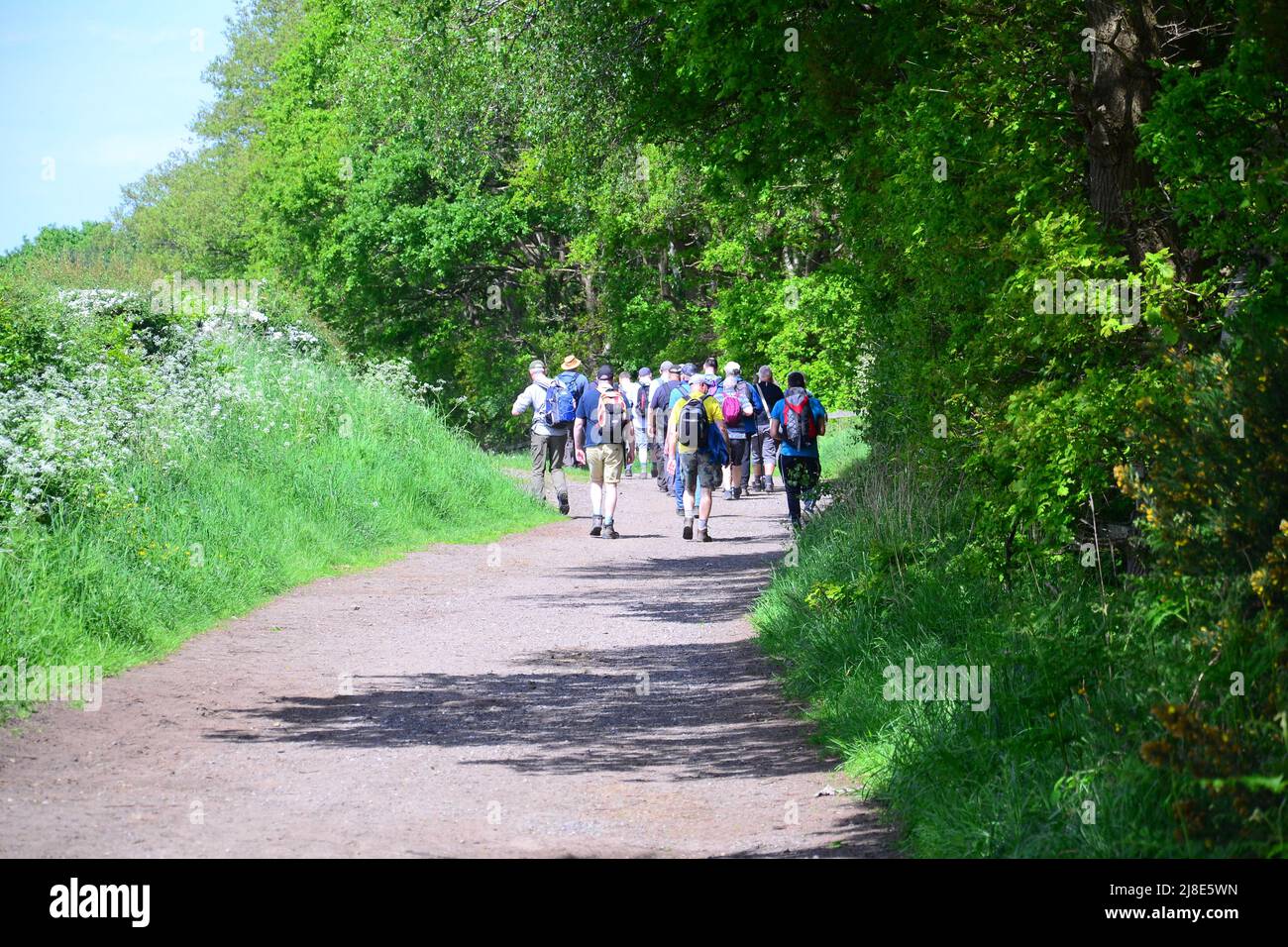 Walkers in Spring sunshine in the countryside in Cheshire, England, UK. A  poll of 8,000 people in the UK by Nuffield Health shows most UK adults do  not exercise enough. One in