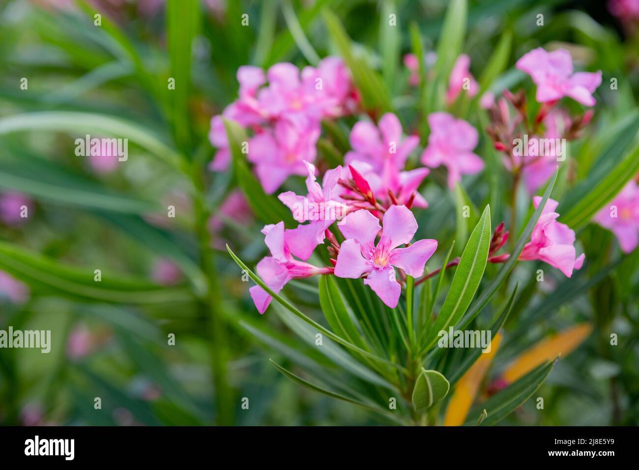 Best pink oleander flowers, Nerium oleander, bloomed in spring. Shrub
