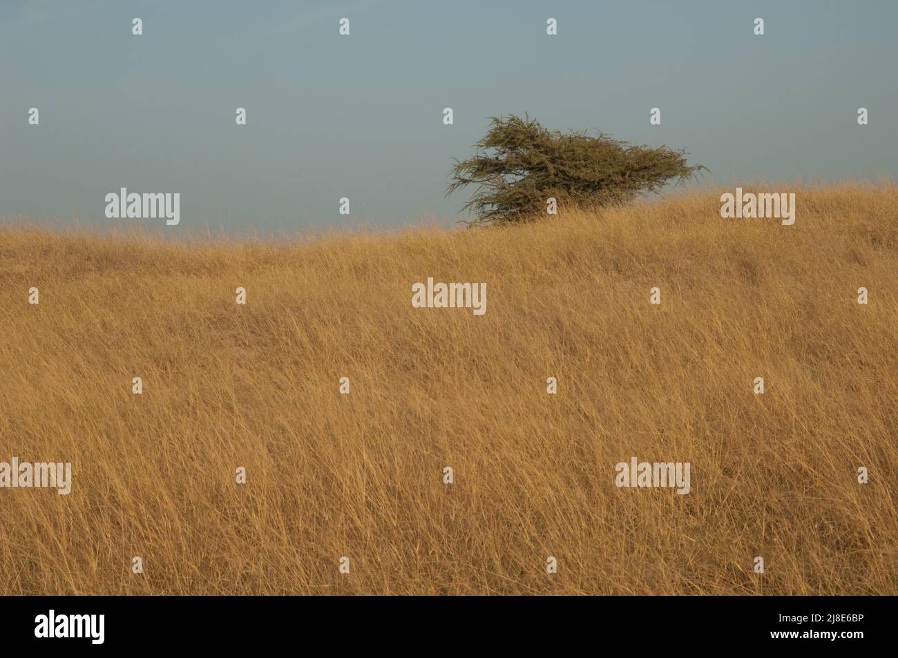 Gum acacia Senegalia senegal in a dry meadow. Langue de Barbarie National Park. Saint-Louis. Senegal. Stock Photo