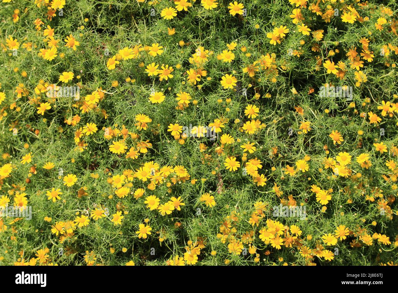 Dahlberg Daisy(Golden Fleece,Shooting Star,Thymophylla tenuiloba) flowers,beautiful yellow flowers blooming in the garden Stock Photo