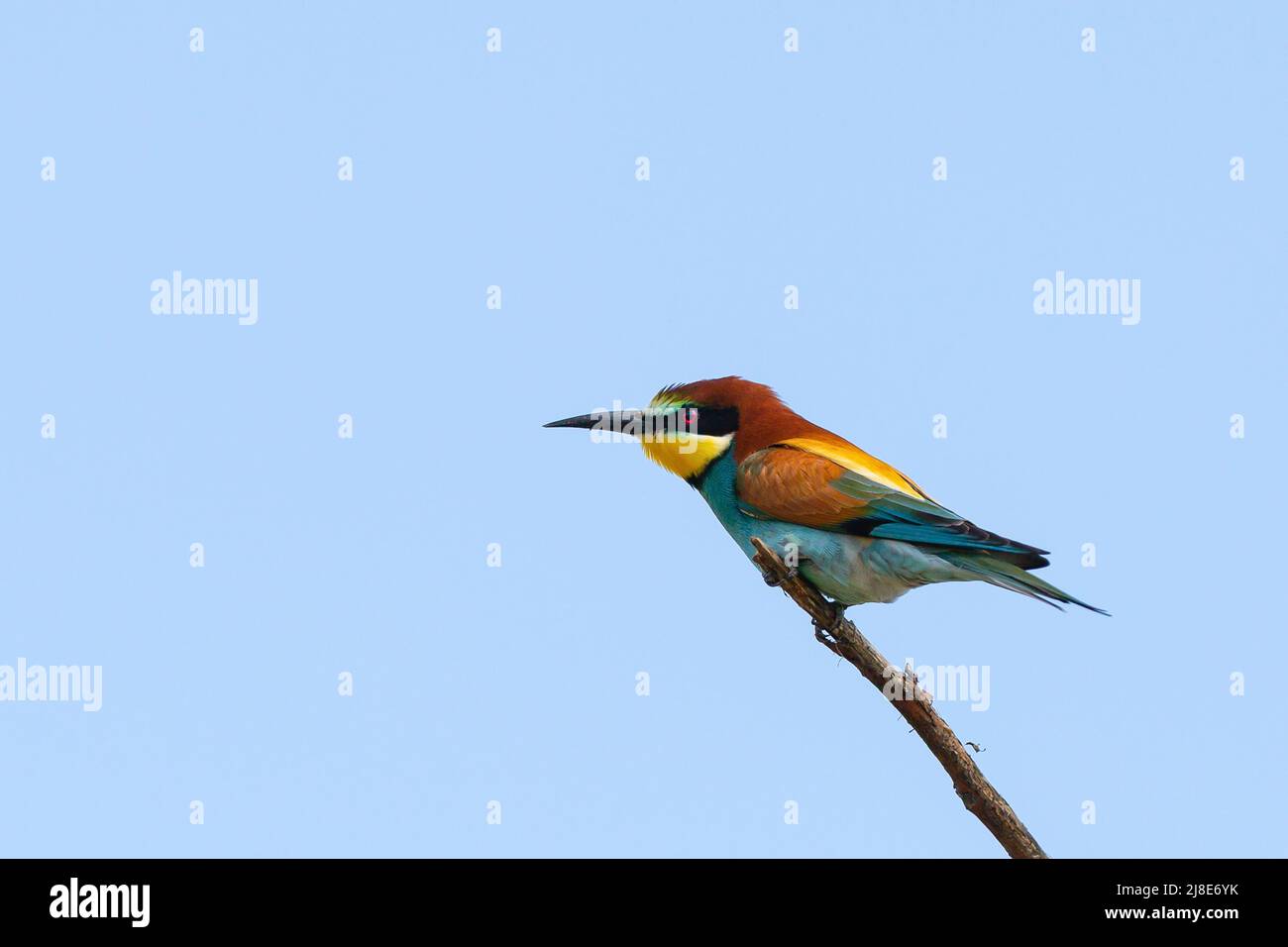 Bee-eater with open wings on a branch Stock Photo