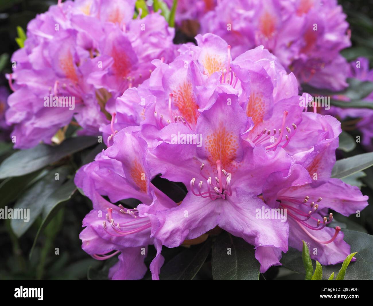 Rhododendrons at the Valley Gardens, Virginia Water, Berkshire England UK Stock Photo