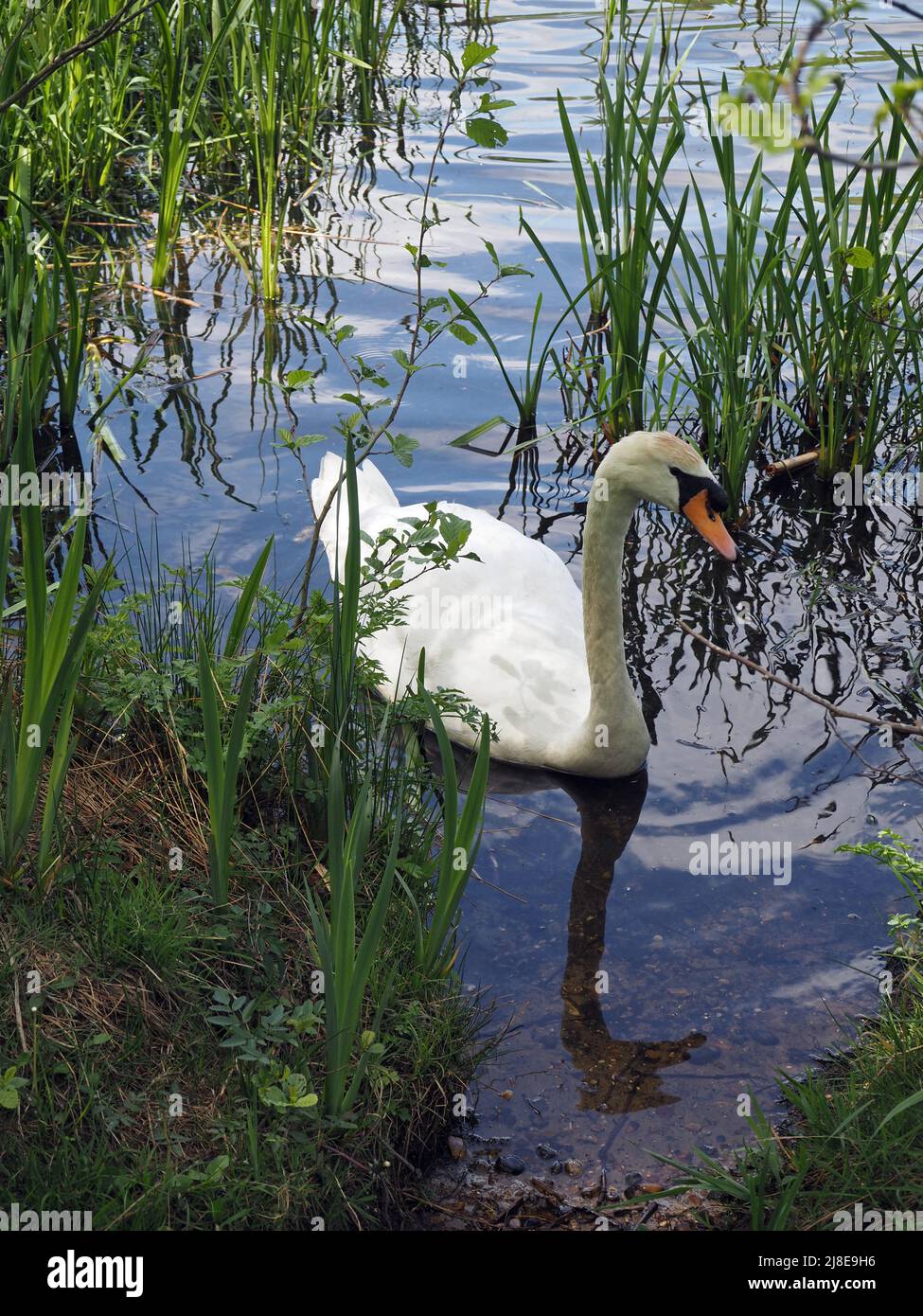 Swan on Virginia Water Berkshire England UK Stock Photo