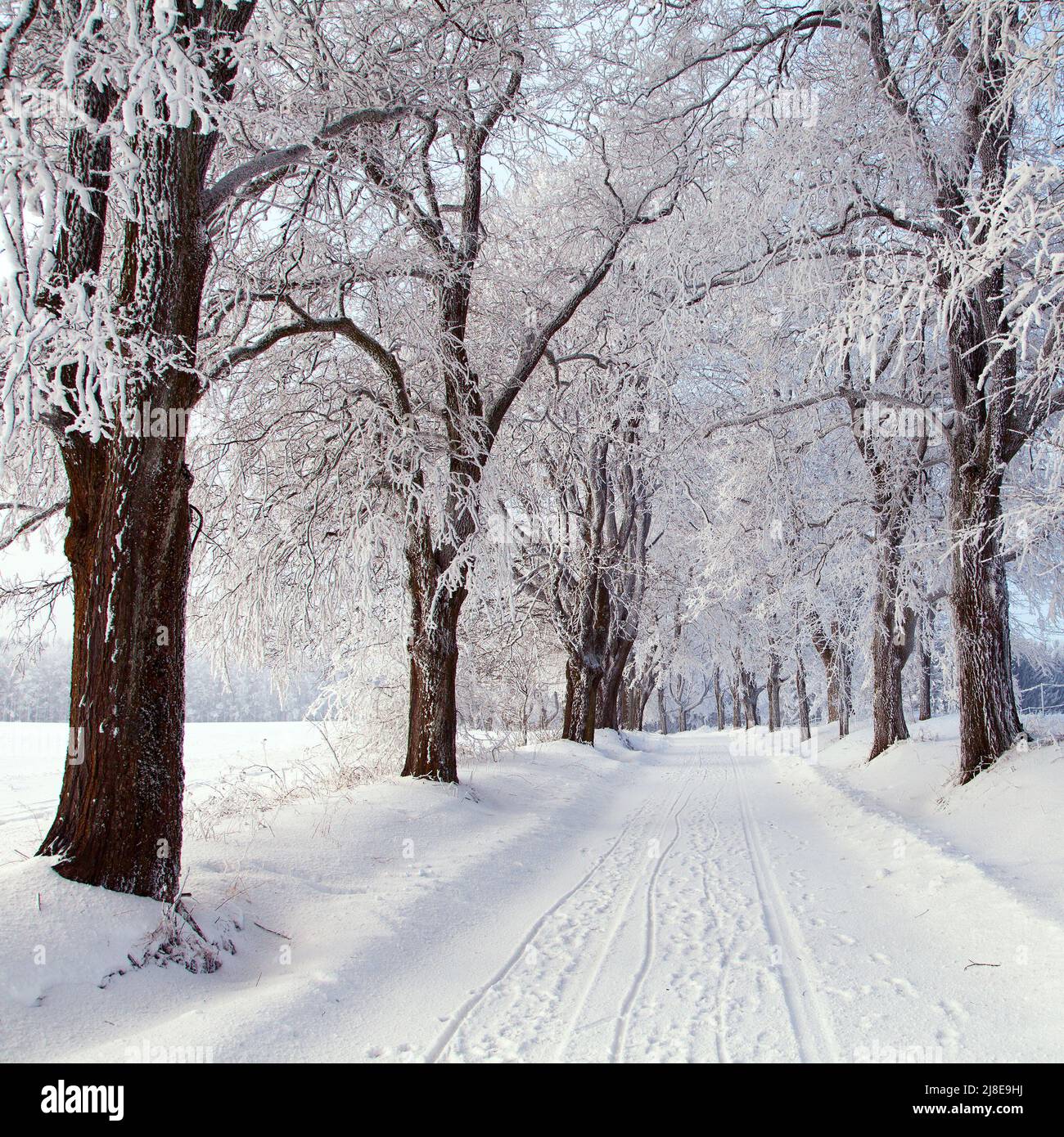 wintry landscape scenery with road way and alley of tree Stock Photo