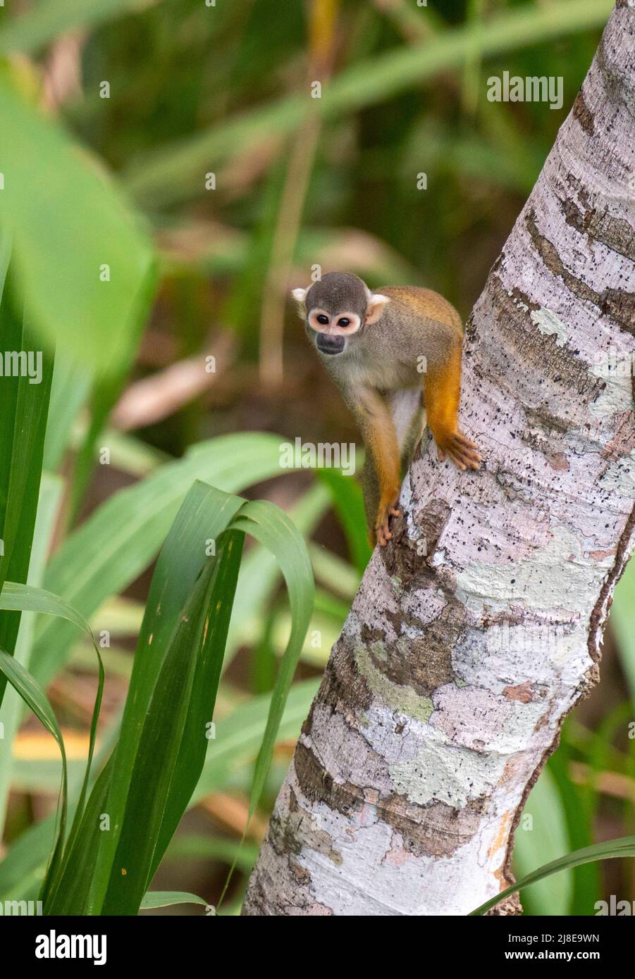 Common Squirrel Monkey in the Peruvian Amazon - Saimiri sciureus Stock Photo