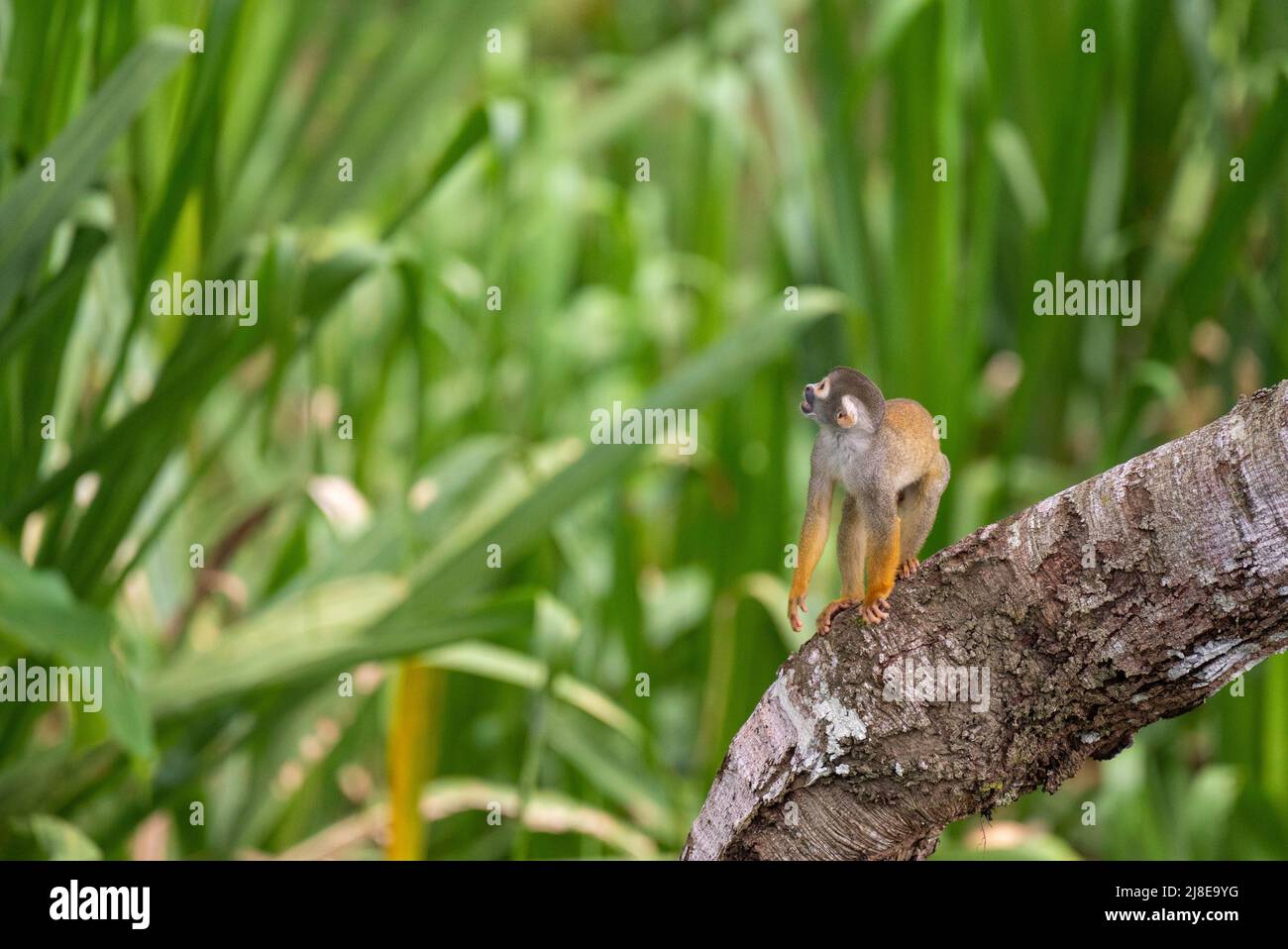 Common Squirrel Monkey in the Peruvian Amazon - Saimiri sciureus Stock Photo