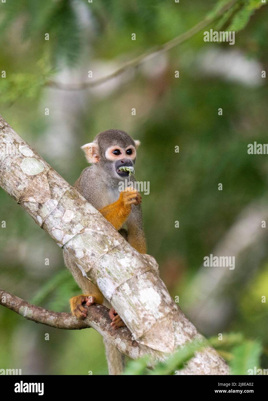 Black-capped Squirrel Monkey in the Peruvian Amazon - Saimiri boliviensis peruviensis Stock Photo