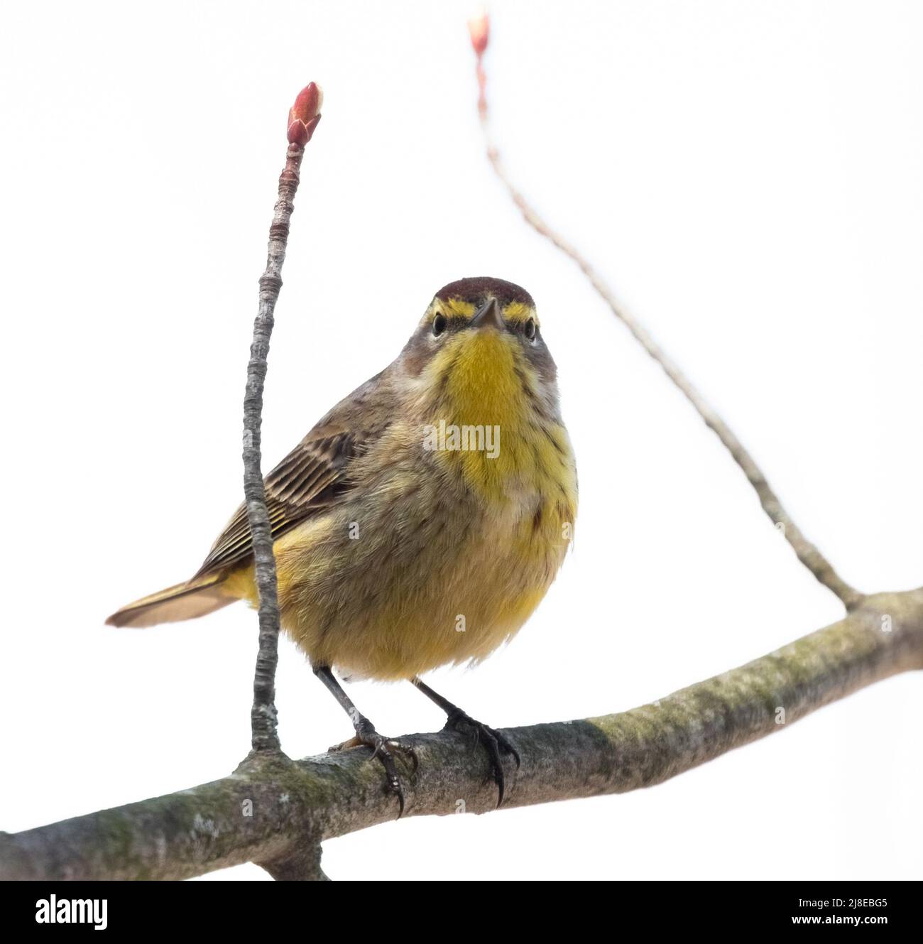 A Palm Warbler in a tree Stock Photo