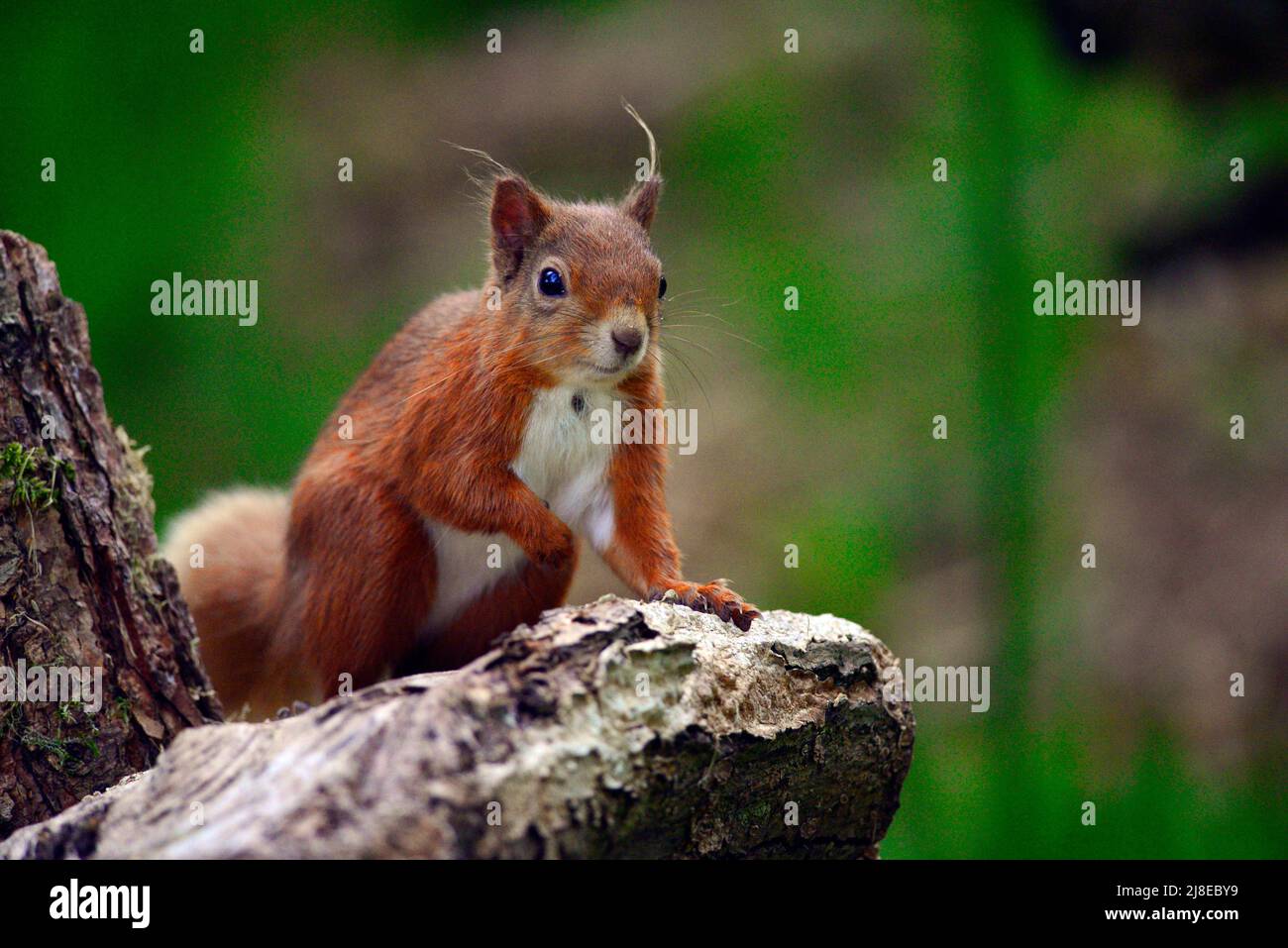 Scottish red squirrel or Sciurus vulgaris Stock Photo Alamy