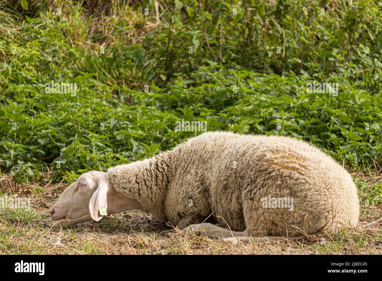 a sleeping flock of sheep Stock Photo