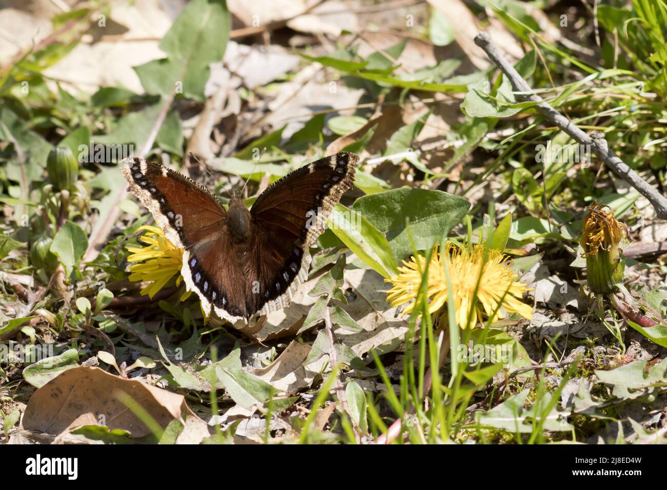 Mourning cloak butterfly at rest on the ground Stock Photo - Alamy
