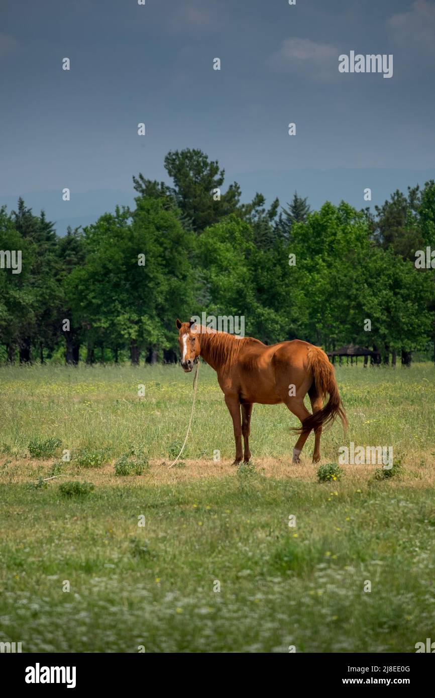A beautiful brown horse in a field Stock Photo - Alamy