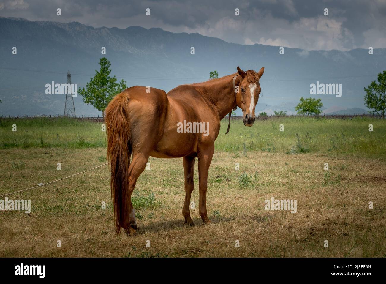 A beautiful brown horse in a field Stock Photo - Alamy