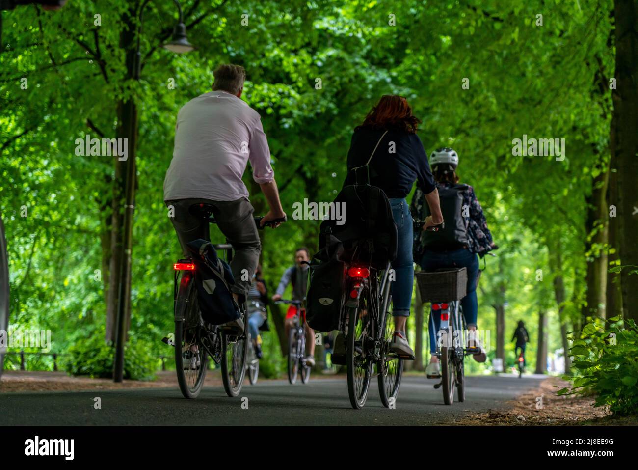 Promenade cycle path, tree-lined, car-free, approx. 4.5 km long distribution ring around the city centre of Münster, NRW, GermanyPromenade cycle path, Stock Photo