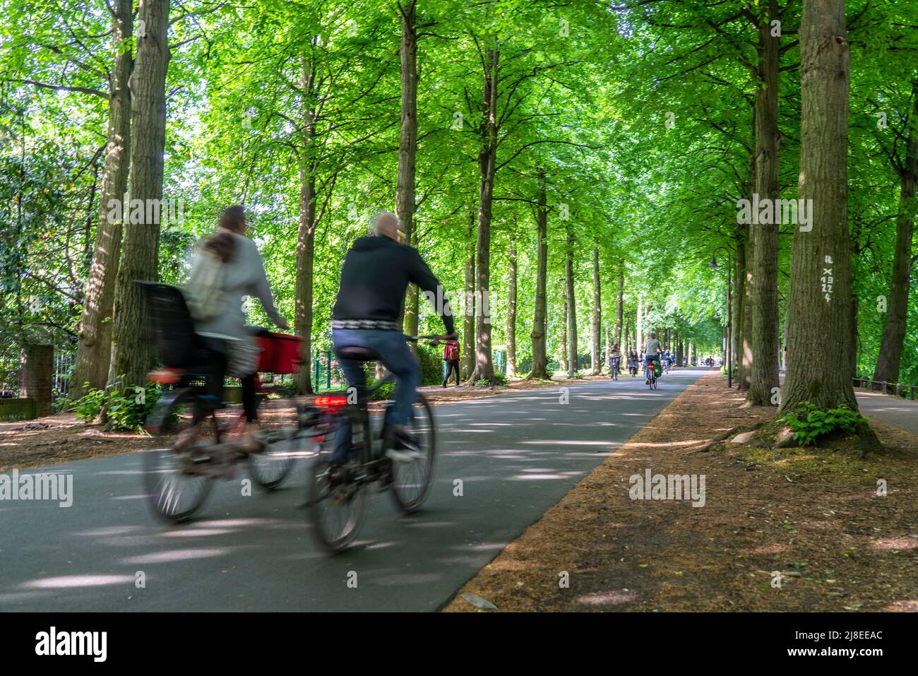 Promenade cycle path, tree-lined, car-free, approx. 4.5 km long distribution ring around the city centre of Münster, NRW, GermanyPromenade cycle path, Stock Photo