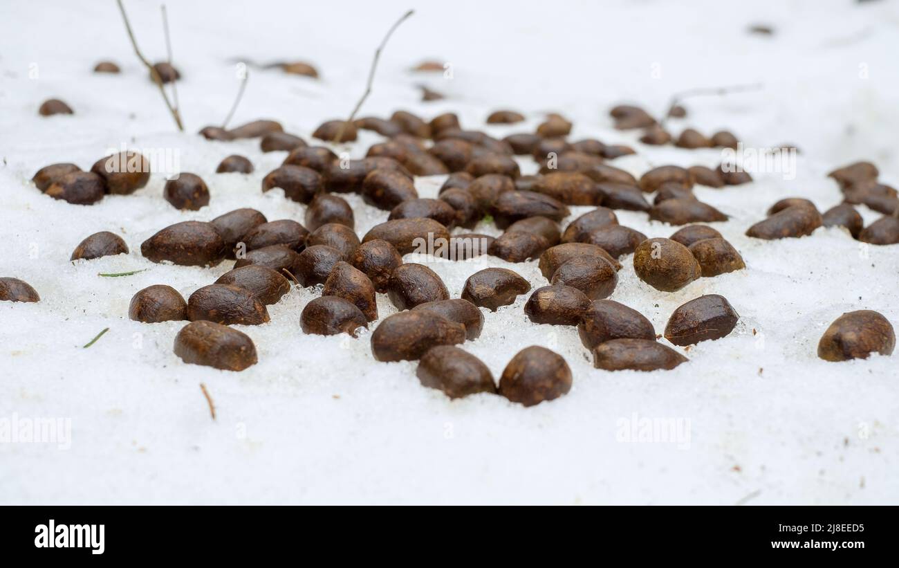 Moose poops. Roe deer droppings in the snow in the forest Stock Photo