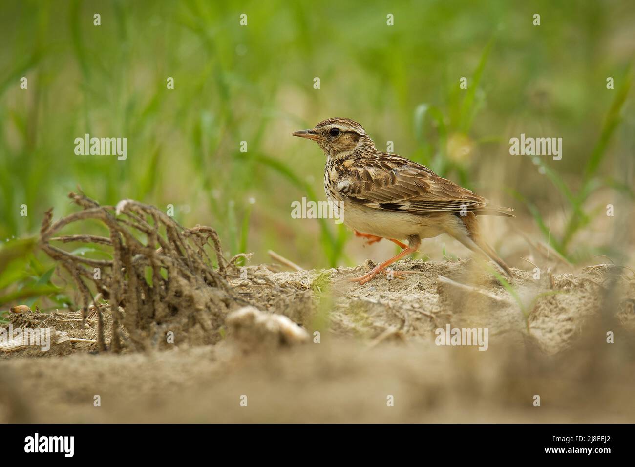 Wood Lark - Lullula arborea brown crested bird on the meadow (pastureland), lark genus Lullula, found in most of Europe, the Middle East, western Asia Stock Photo