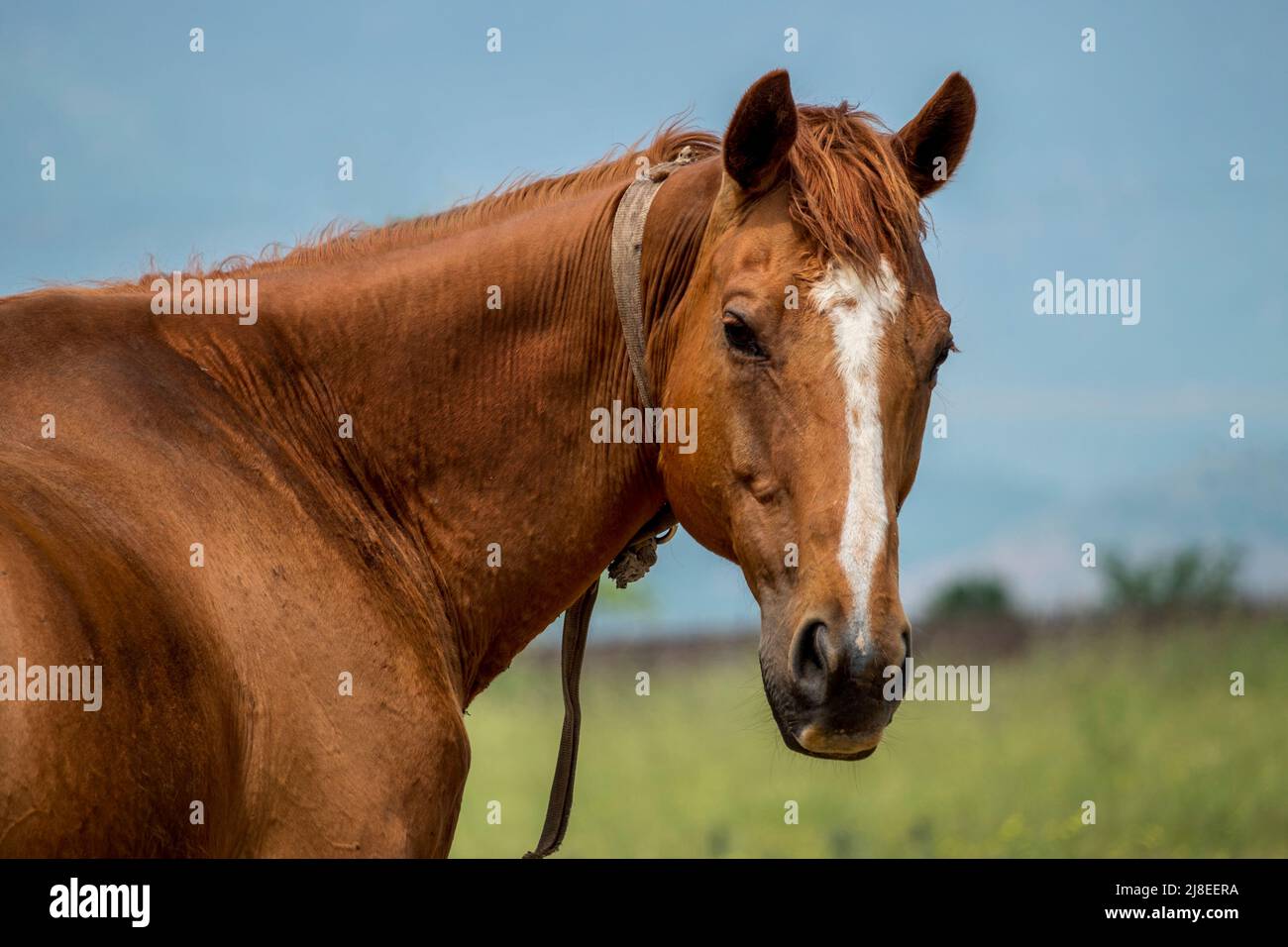 A beautiful brown horse in a field Stock Photo - Alamy